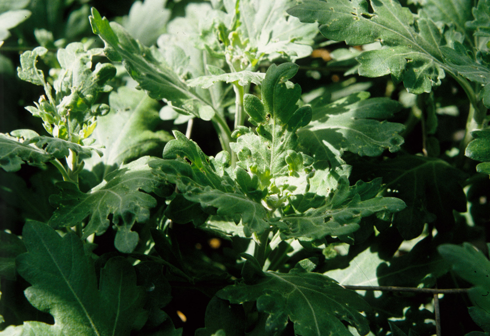 Lygus damage to foliage on chrysanthemum