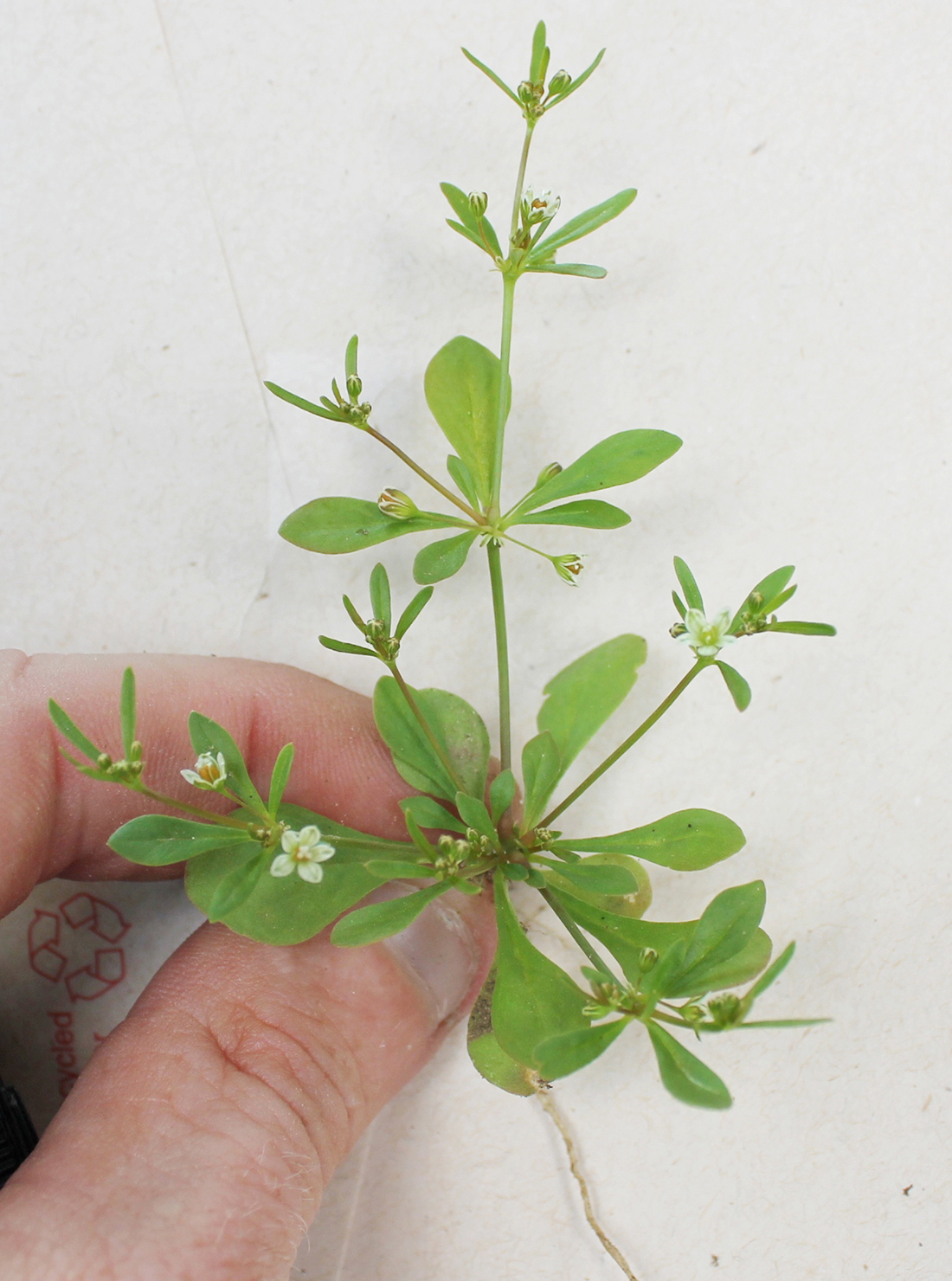Plante en floraison à la fin juin, avec sa petite racine pivotante