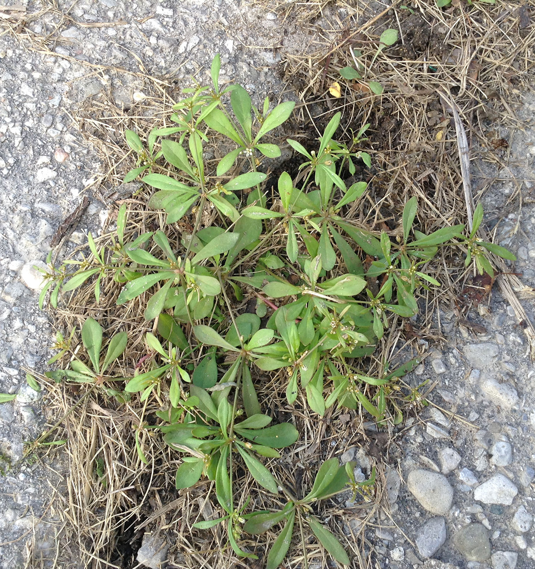 Plante mature à la mi-août
