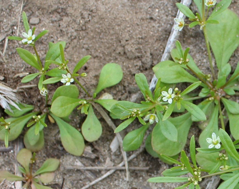 Gros plan des fleurs blanches à cinq pétales