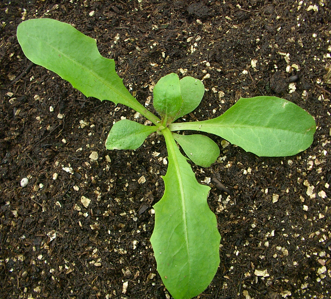 La plantule de la chicorée sauvage ressemble de près à celle du pissenlit