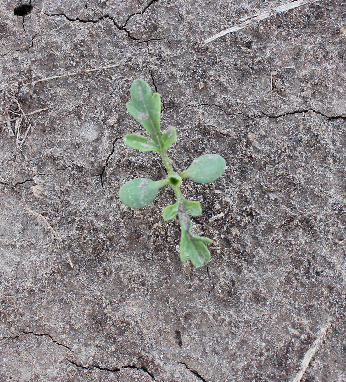 A 2-leaf seedling plant with its round cotyledons and lobed leaves