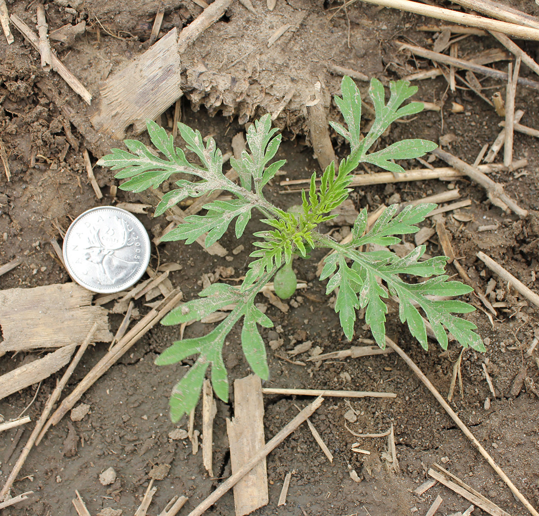 A 6-leaf common ragweed plant with its deeply divided leaves