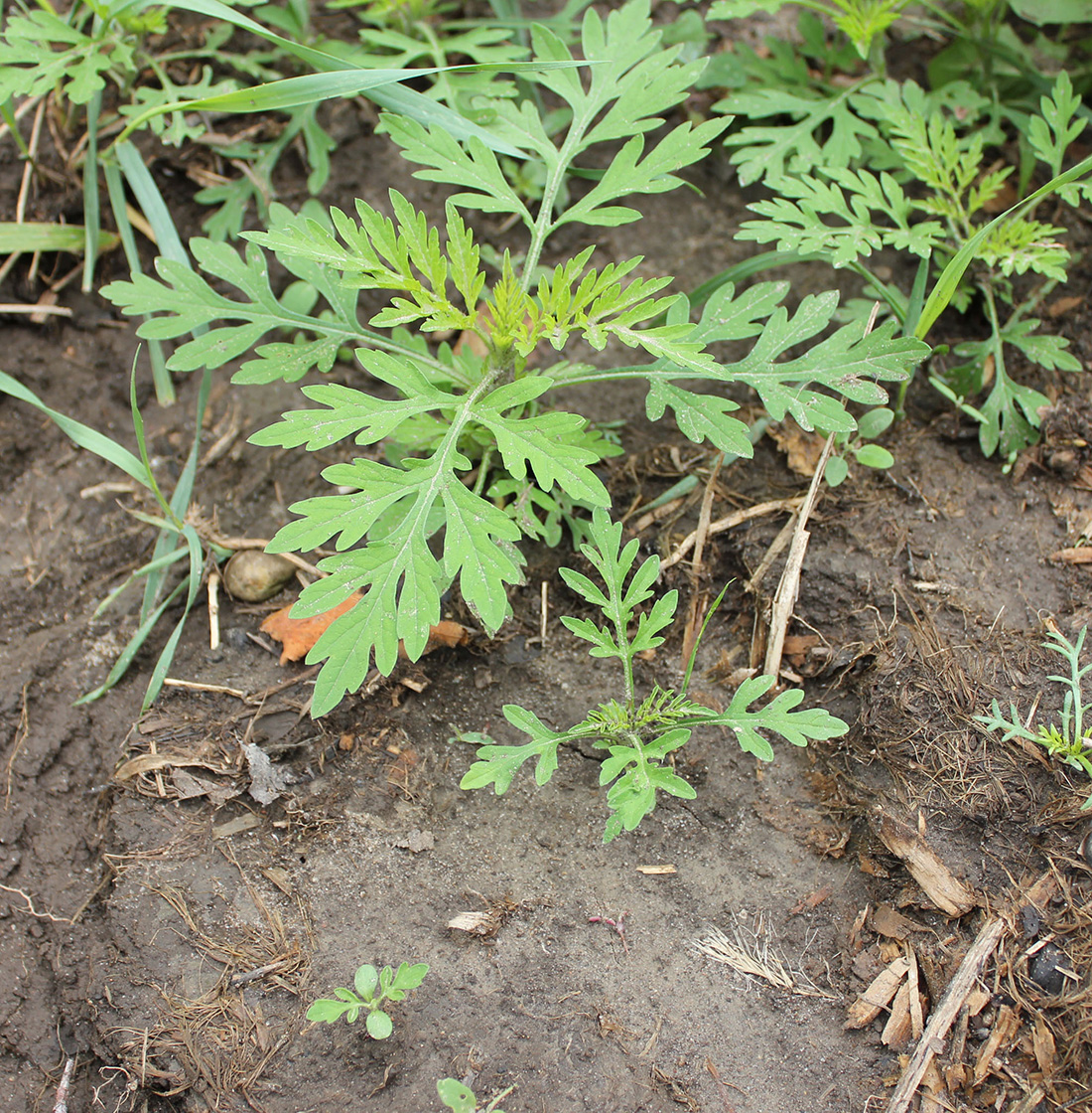 A cluster of common ragweed plants ranging in stages from 2 to 6 nodes (12 leaves)