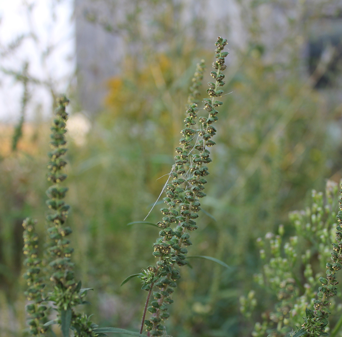 The male pollen producing flowers resembling a line of upside down bowls