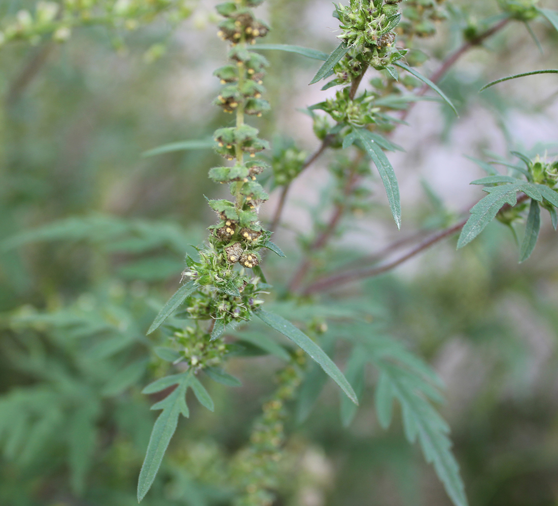 The seed producing female flower located in the leaf axils