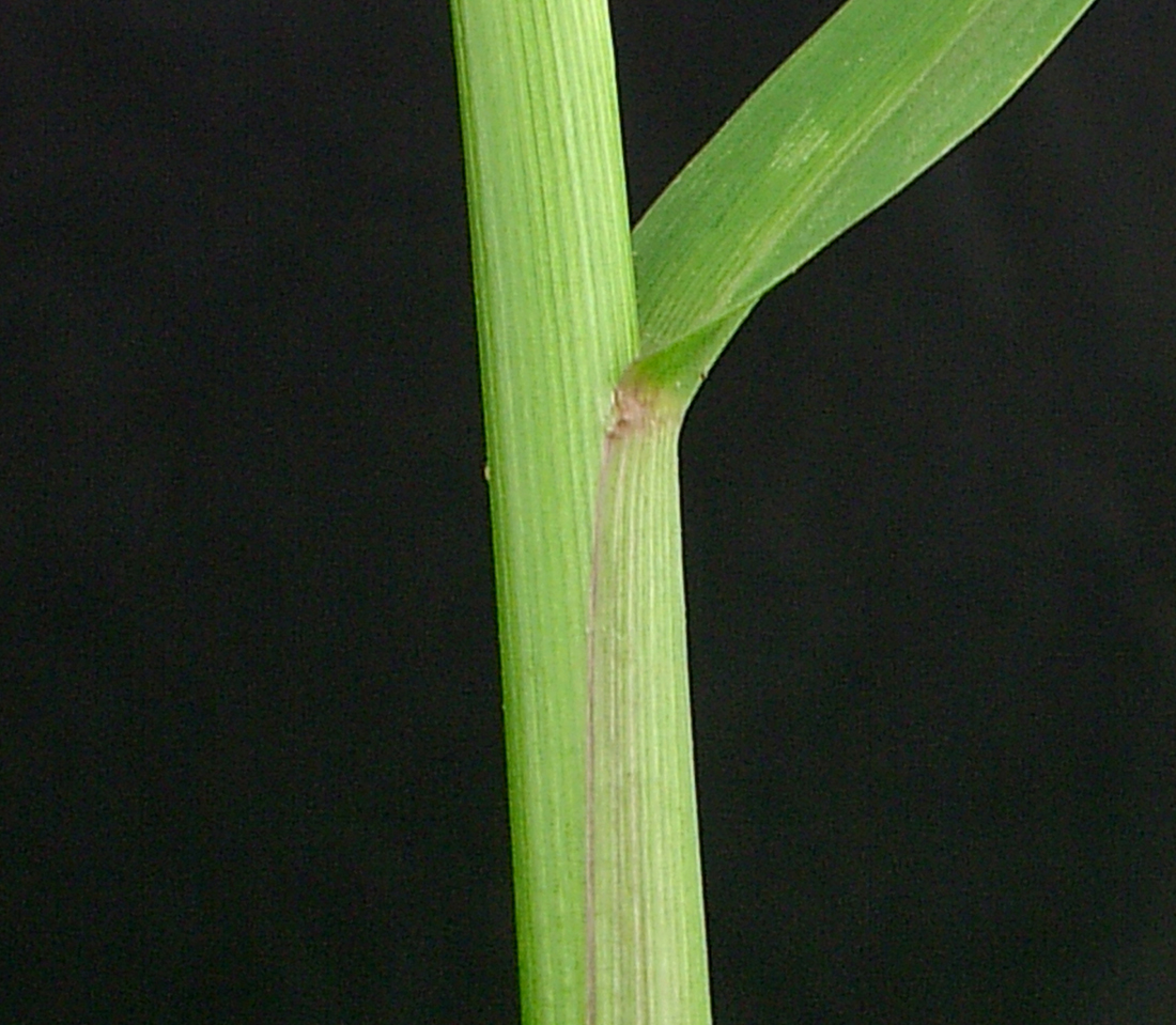 The leaf sheath margins are hairless