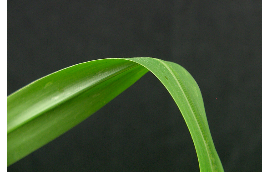 Older leaf blade is generally hairless, but has a prominent midrib