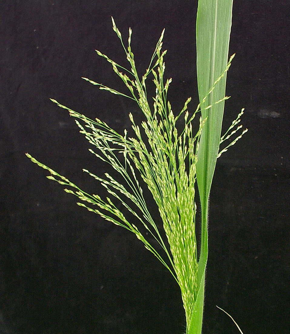 The seedhead contains several branched panicles