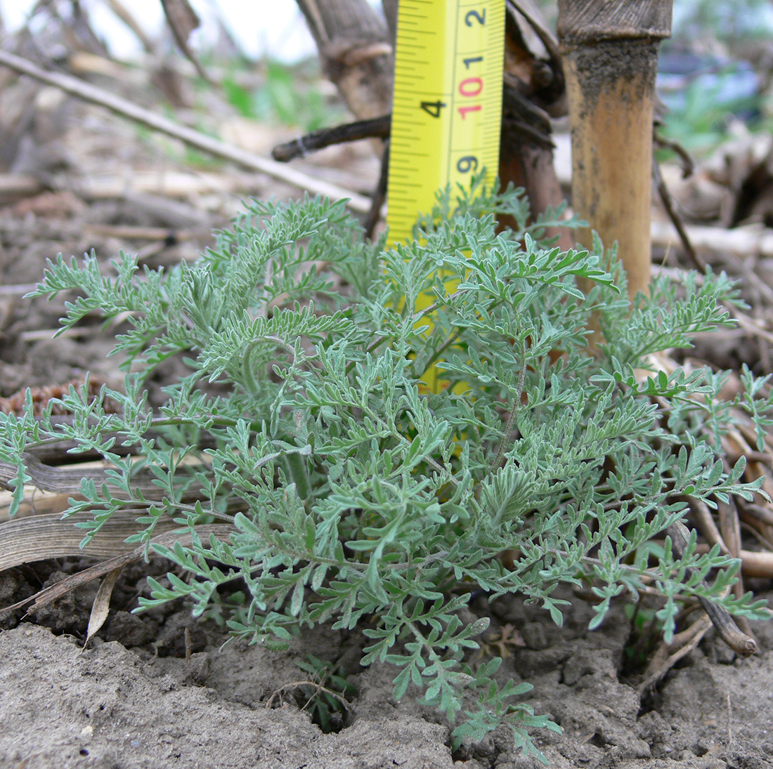 Une plante, ayant germé l’automne passé, monte en floraison au début du mois de mai