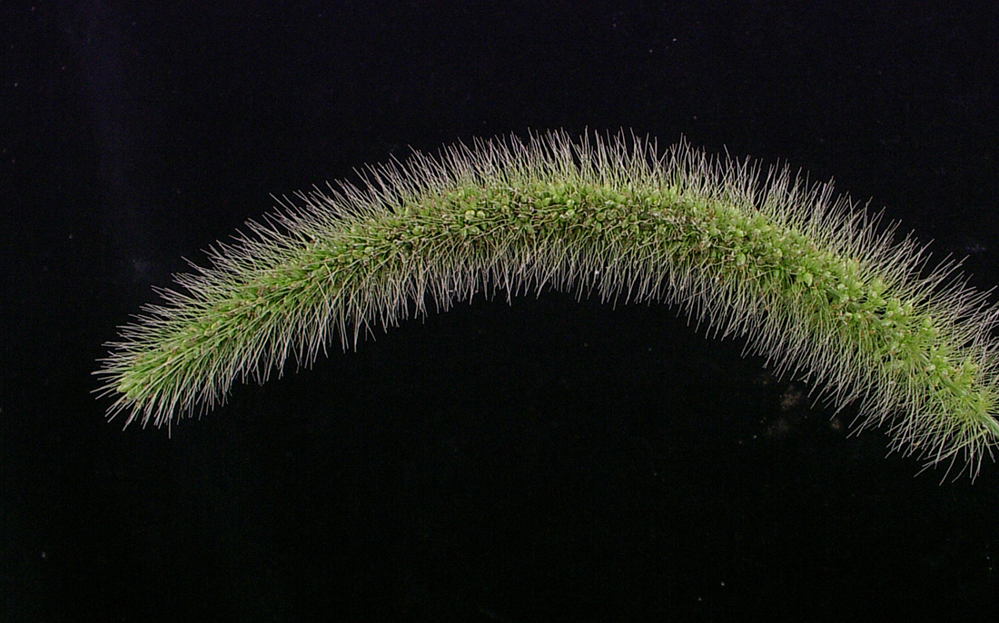 foxtail grass identification