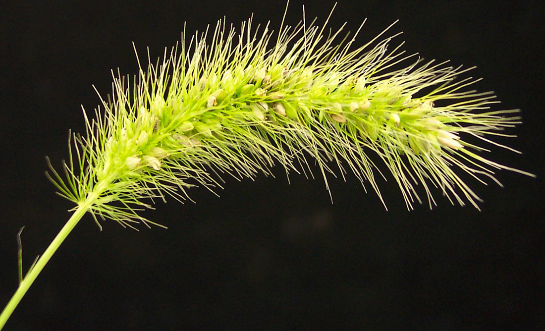 foxtail grass identification