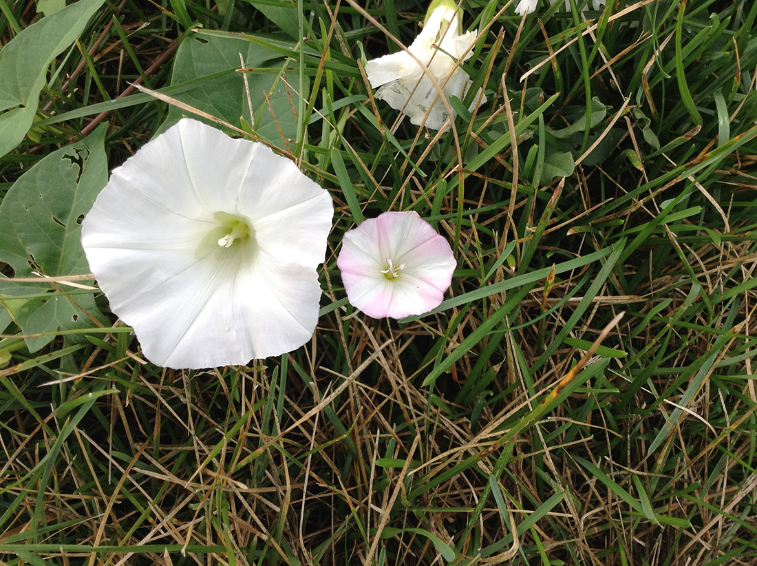 Liseron des haies | Weed identification guide for Ontario crops | ontario.ca