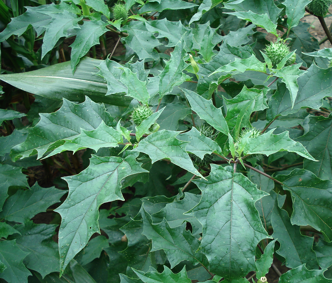 Seedpods with numerous sharp spines on a mature plant