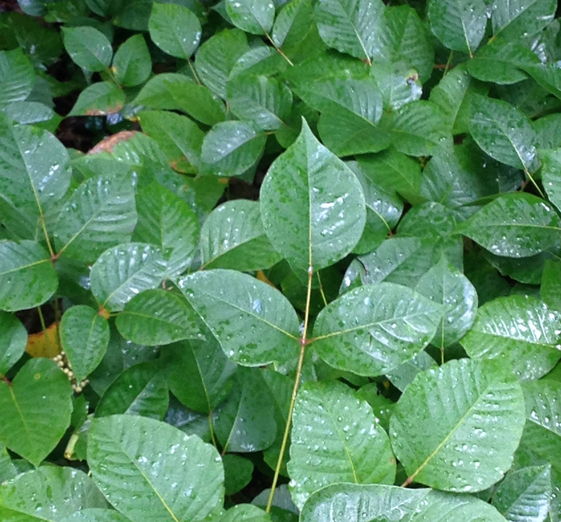 Poison Ivy - Ontario Grain Farmer