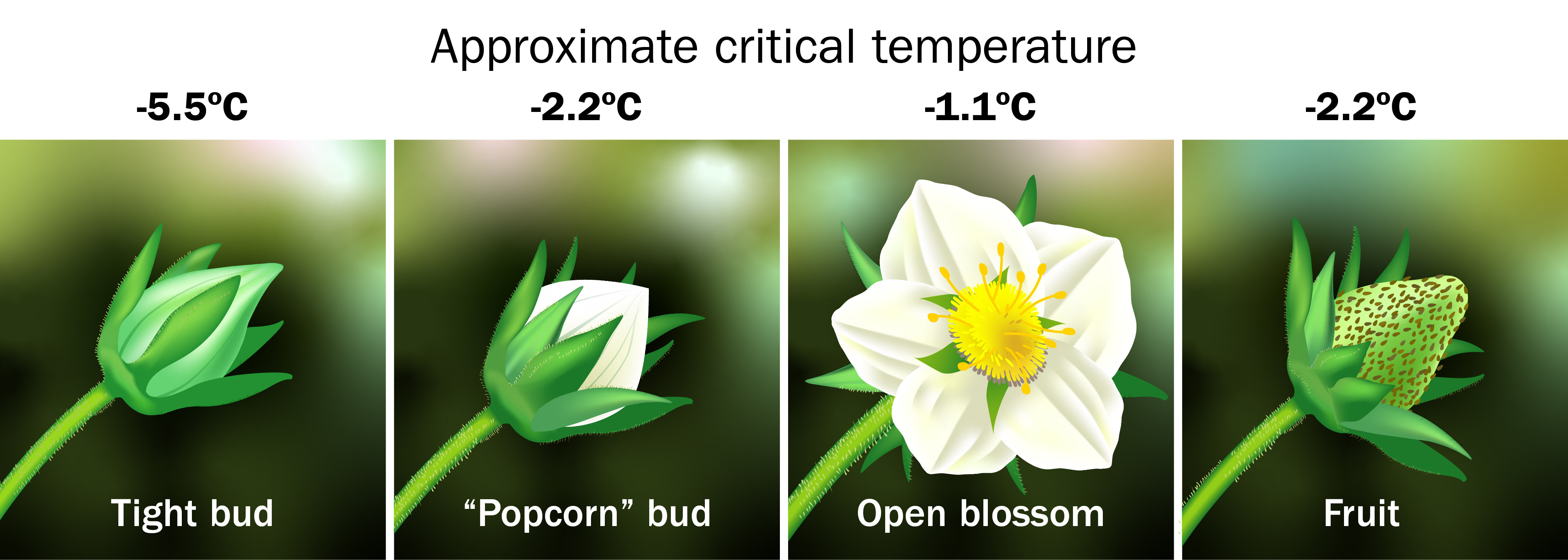 Approximate critical temperatures are -5.5°C for tight bud, -2.2°C for “popcorn bud”, -1.1°C for open blossom, -2.2°C for fruit. From left to right: A tight bud is a closed flower, completely green with no white petals showing. A “popcorn” bud is a closed flower where the white petals are visible in the centre of the epicalyx. An open blossom has white petals with a yellow centre. An immature fruit is green/white, with rounded cone shape.