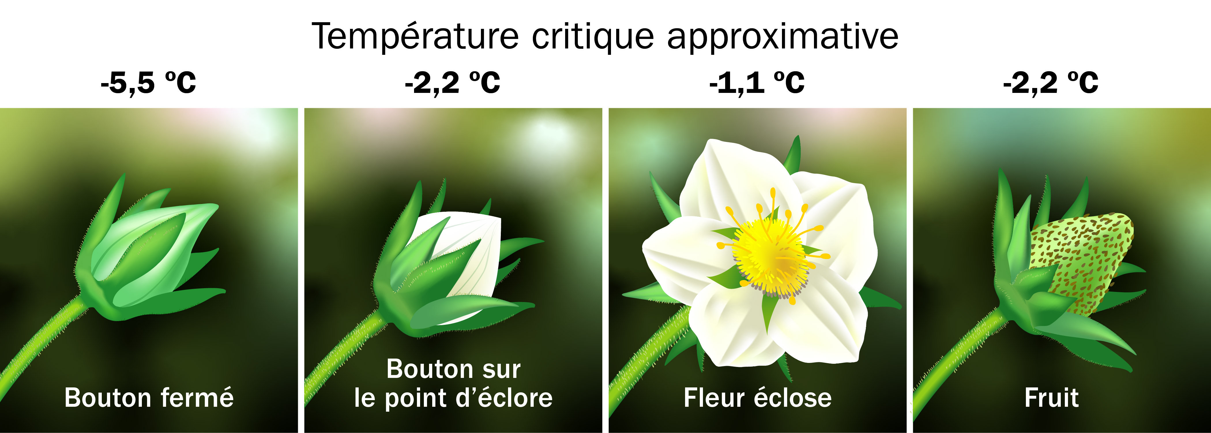Les températures critiques approximatives sont de -5,5 °C pour le bouton fermé, -2,2 °C pour le bouton sur le point d’éclore, -1,1 °C pour la fleur éclose et -2,2 °C pour le fruit. De gauche à droite : Un bouton fermé est une fleur fermée, complètement verte et sans pétales blancs. Un bouton sur le point d’éclore est une fleur fermée où des pétales blancs sont visibles au centre du calicule. Une fleur éclose a des pétales blancs avec un centre jaune. Vert et blanc, un fruit immature a une forme conique arrondie.