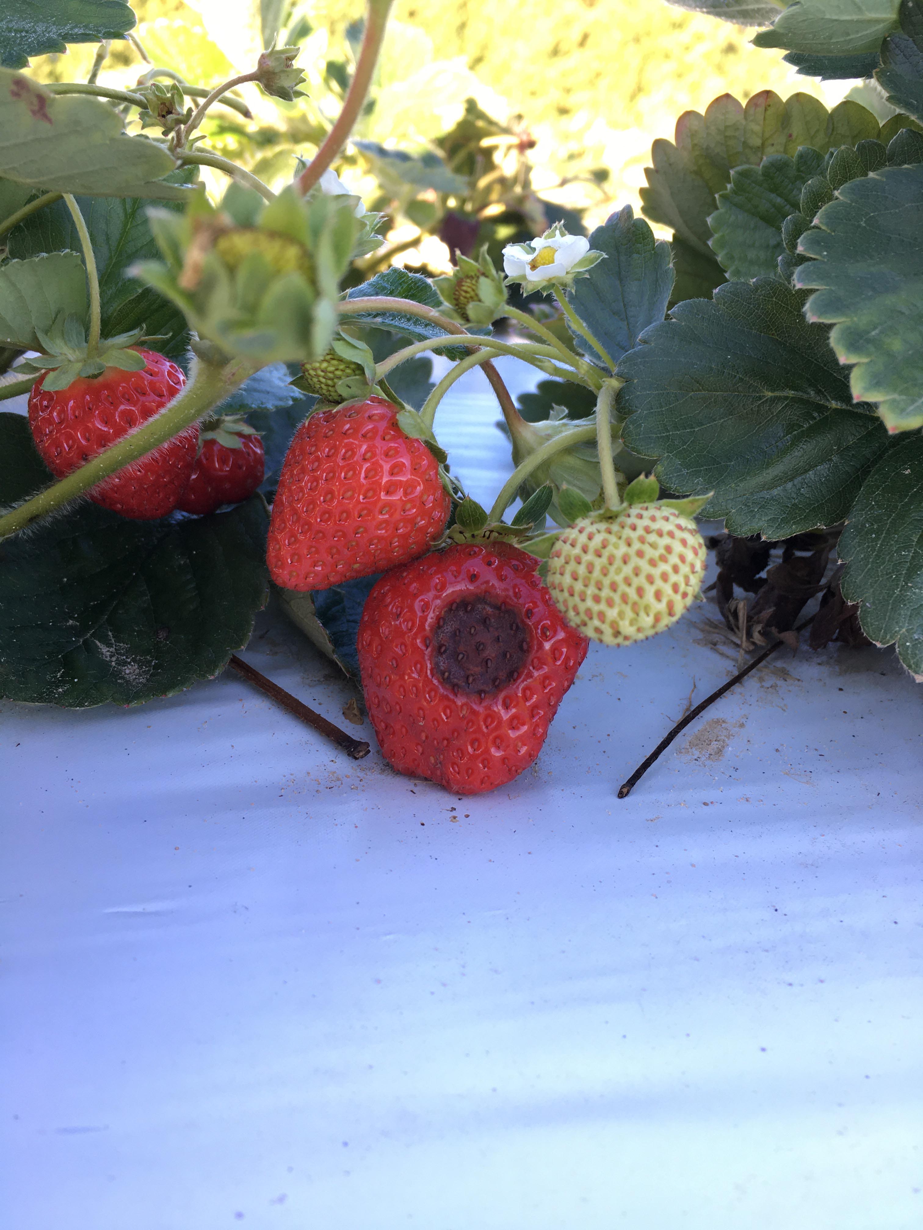 Trois fraises dont celle au centre présente une tache ronde et enfoncée dans une zone qui semble pourrie et où les graines sont de couleur brun noirâtre.