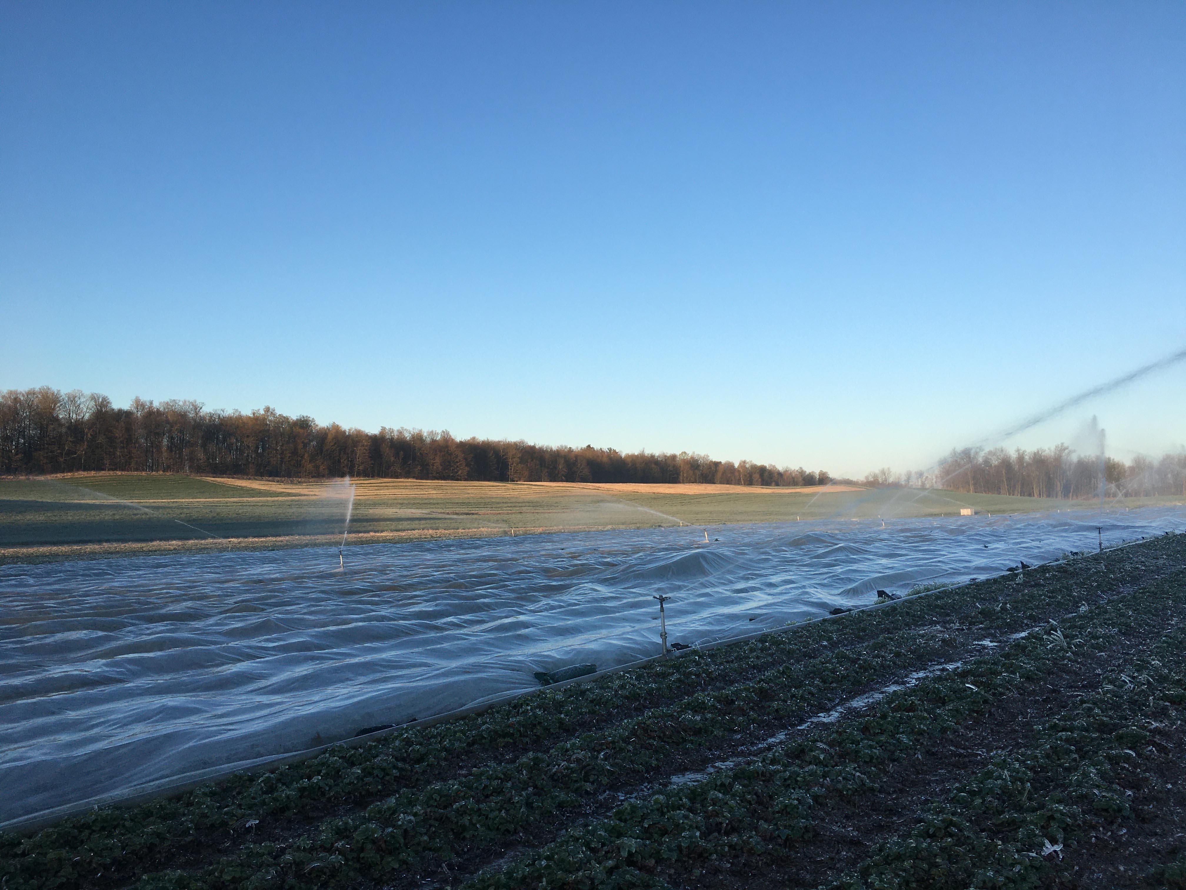 Field covered by white row covers with sprinkler irrigation over top as sun rises.