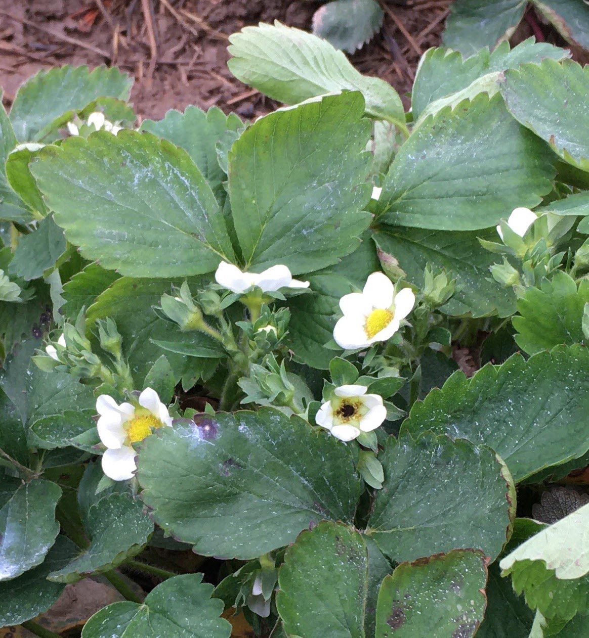 Strawberry plant with multiple blooms where lower middle one is black in the centre having been damaged by frost. The undamaged blooms (above and to left) are bright yellow in the centre.