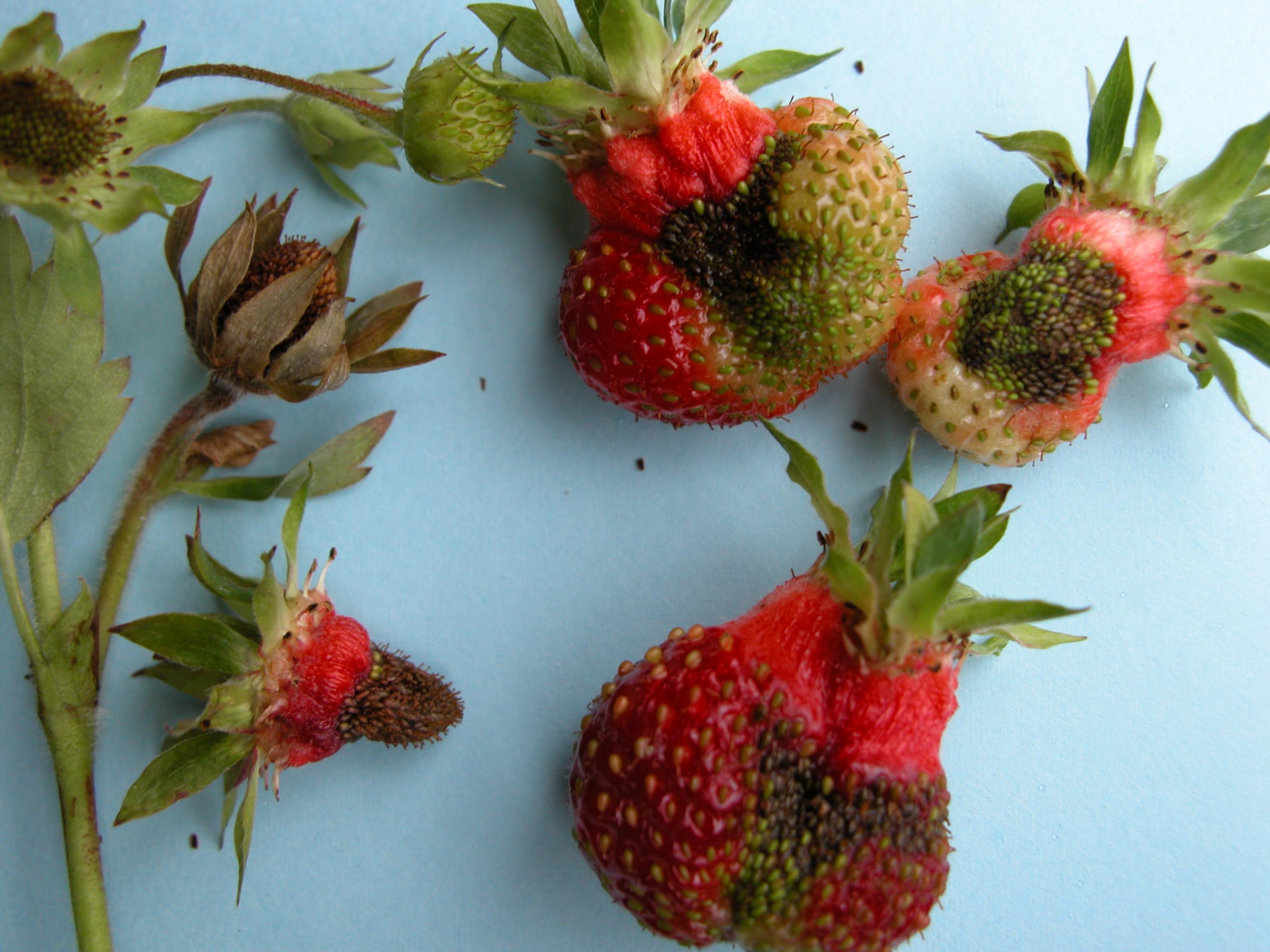 Strawberries with blackened “pinched-in” areas. Damaged areas appear dry and shriveled.