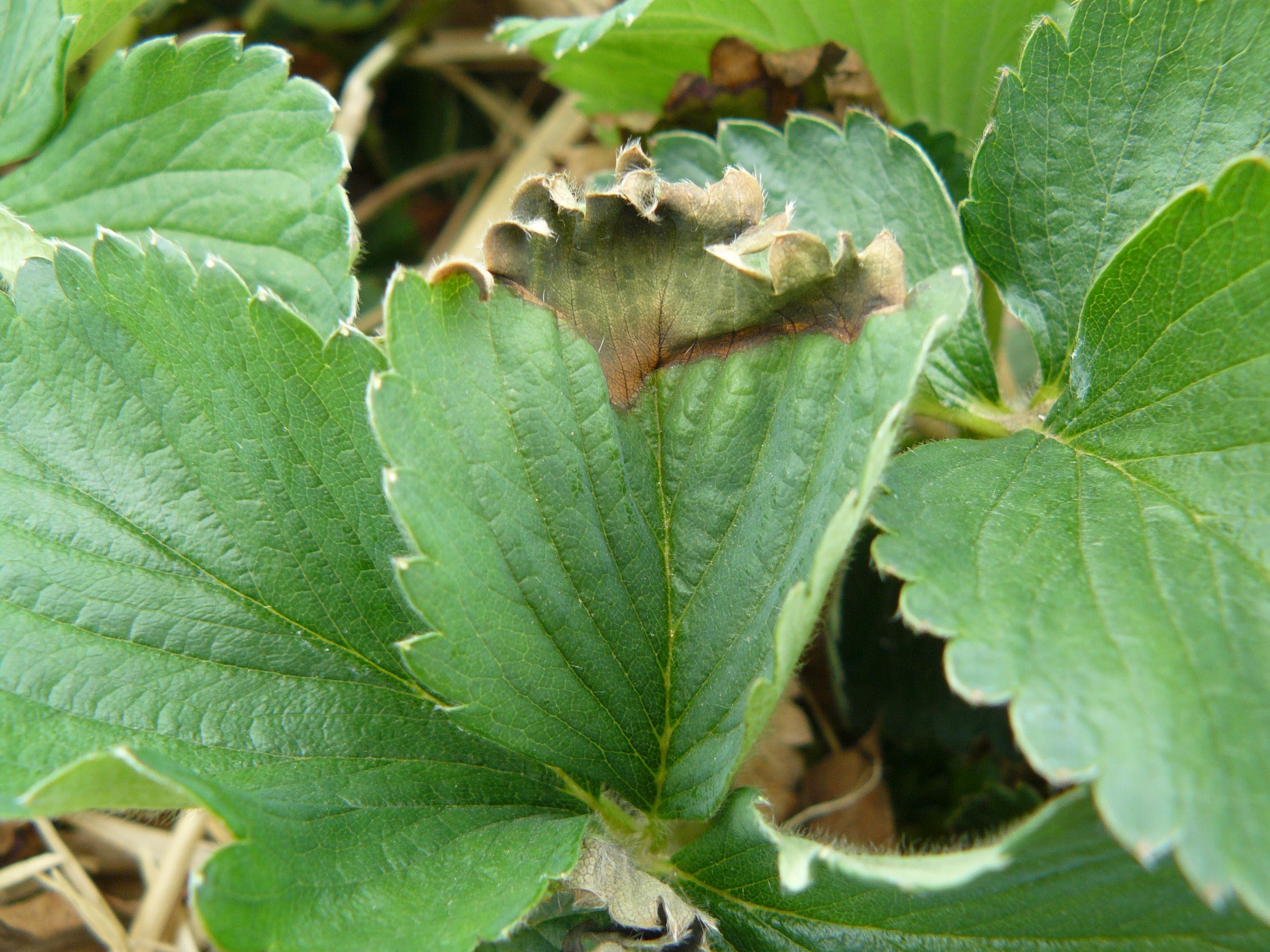 Strawberry plant leaf with brown and desiccated tip from frost damage.