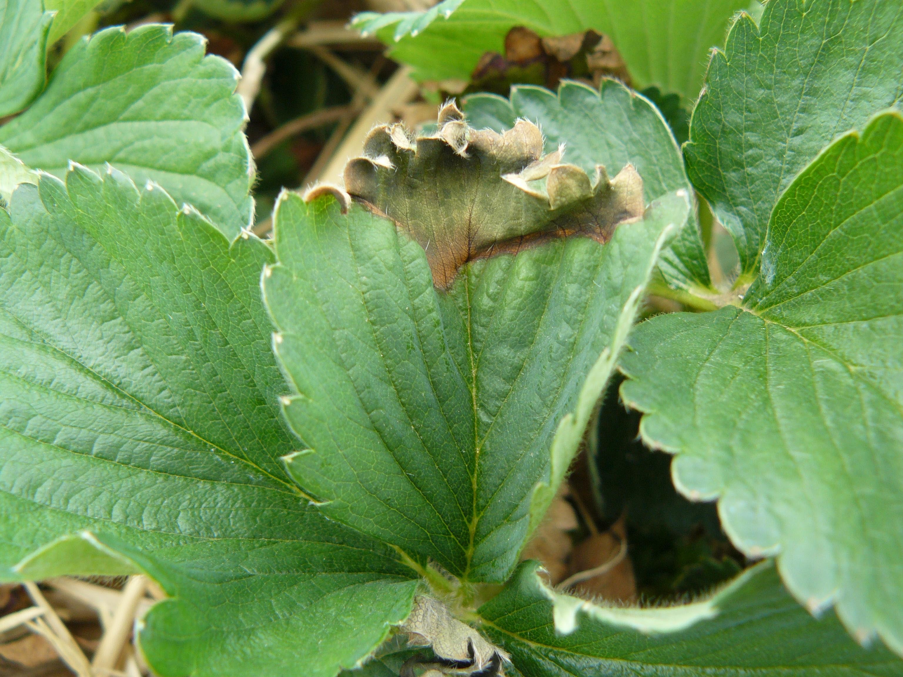 Feuille de fraisier dont l’extrémité est brune et desséchée par le gel.