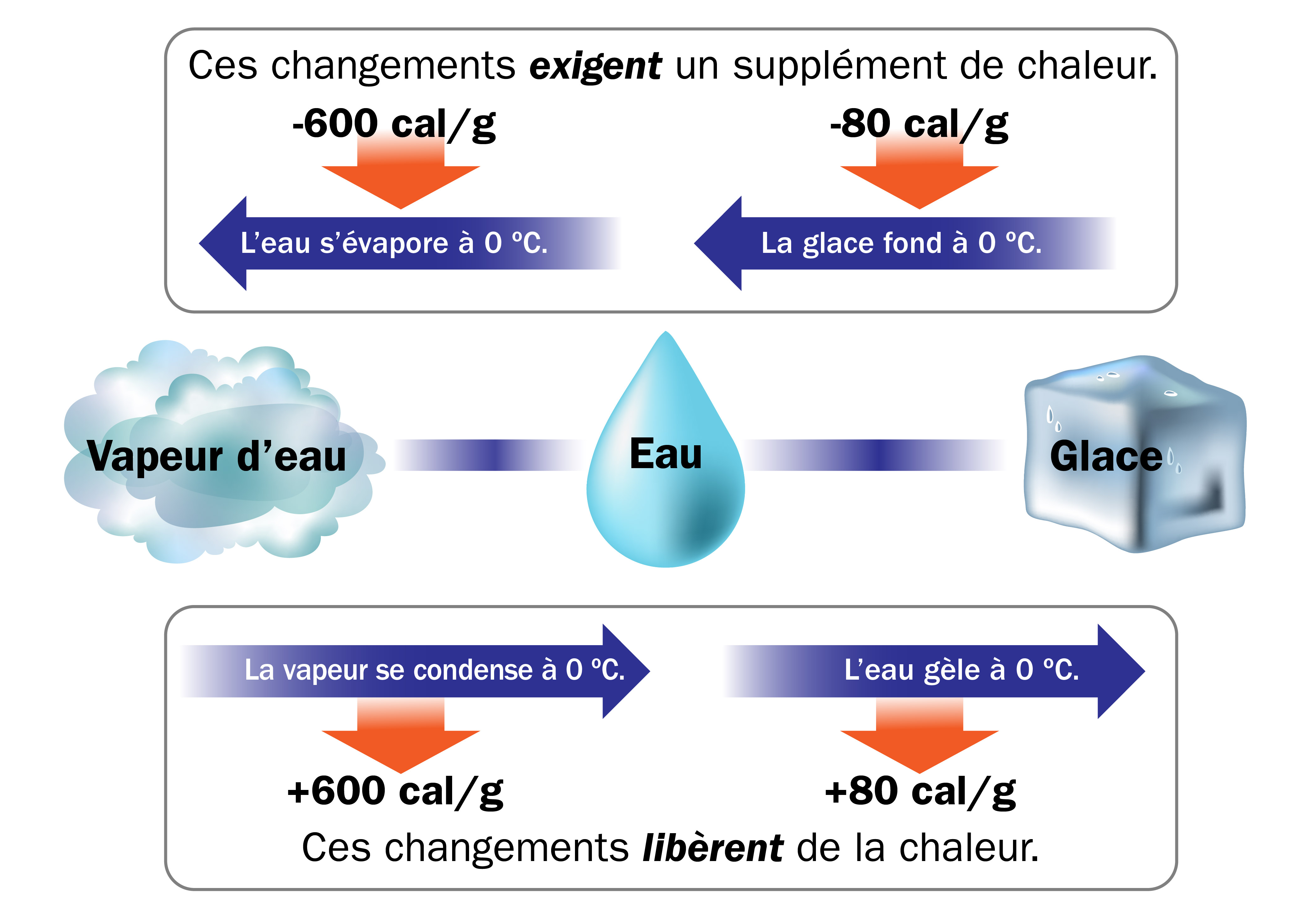 Lorsqu’elle chauffe, l’eau a besoin d’un supplément de chaleur et, par conséquent, l’air qui l’entoure se refroidit : L’eau s’évapore à 0 °C. Elle exige -600 cal/g. La glace fond à 0 °C. Elle exige -80 cal/g. Lorsqu’elle refroidit, l’eau libère de la chaleur et, par conséquent, l’air qui l’entoure se réchauffe : La vapeur se condense à 0 °C. Elle libère +600 cal/g. L’eau gèle à 0 °C. Elle libère +80 cal/g. Les changements de phase de l’eau sont illustrés par une gouttelette d’eau au centre, de la vapeur d’eau à gauche et un cube de glace à droite. Les flèches bleues indiquent le processus de changement de phase (de gauche à droite : évaporation, fonte, condensation, congélation) et les flèches rouges indiquent le supplément de chaleur « exigée » ou la chaleur « libérée ».