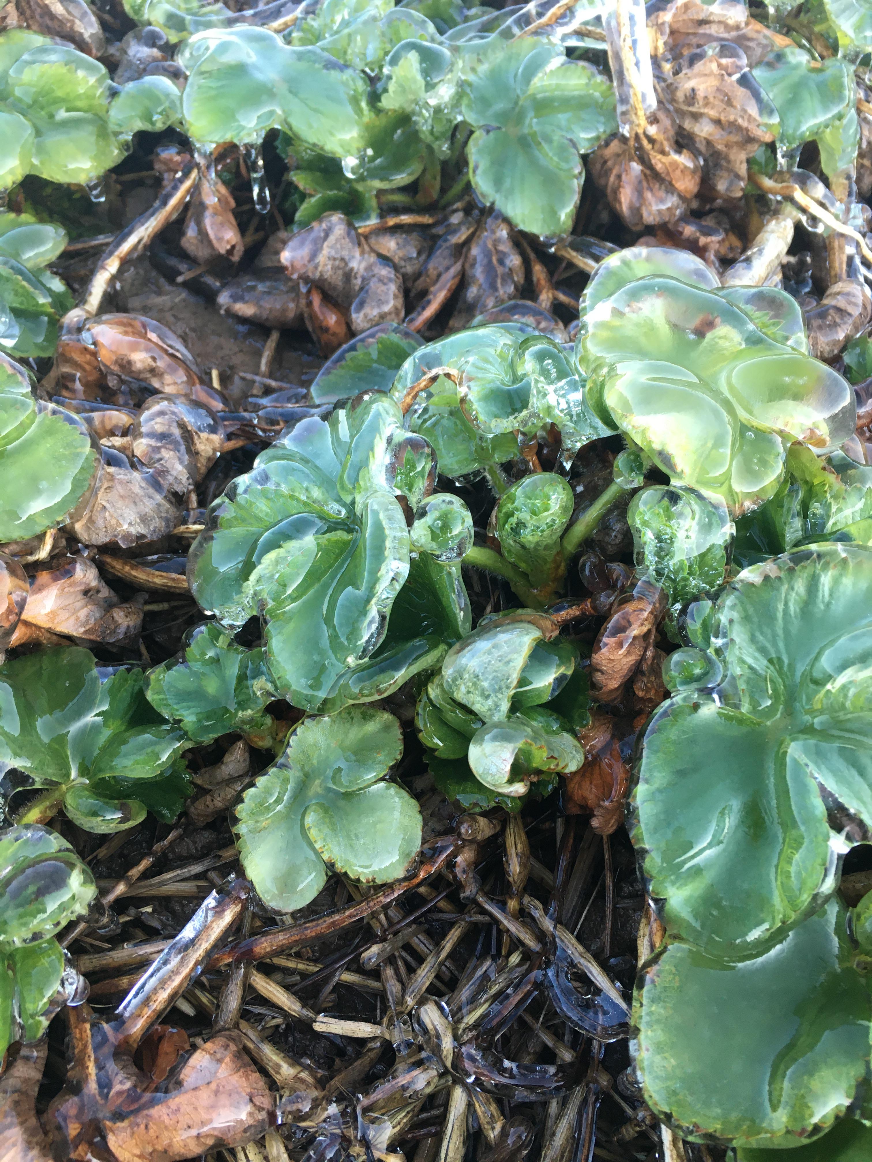 Strawberry plant in field coated in clear ice about 3 millimetres thick.