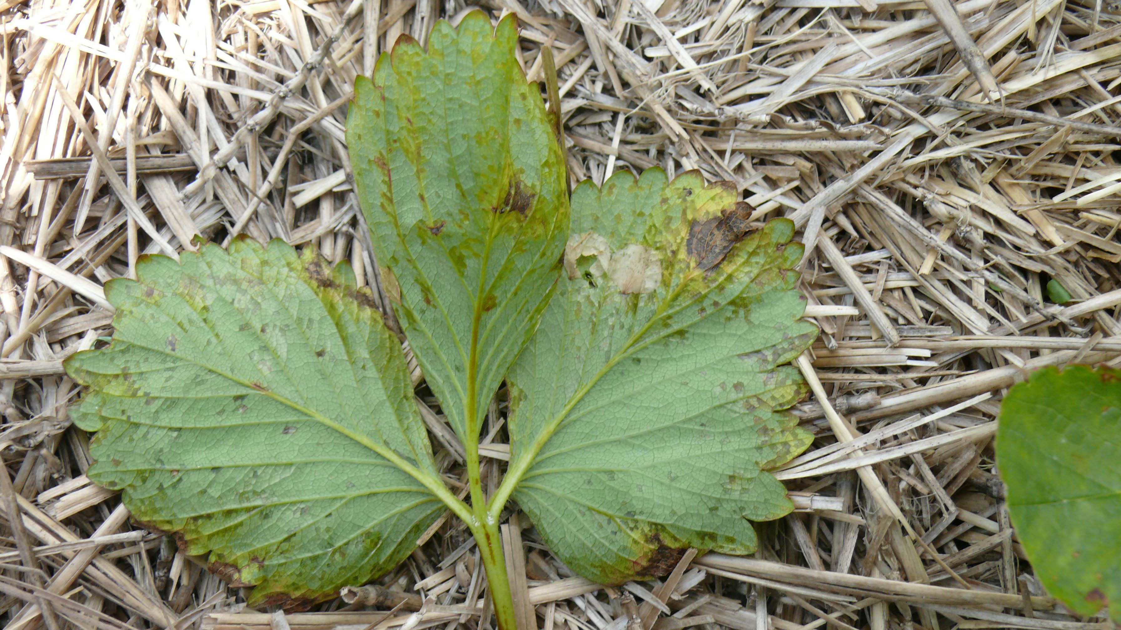 Underside of three strawberry leaves with reddish brown dusting of spots (angular leaf spot).