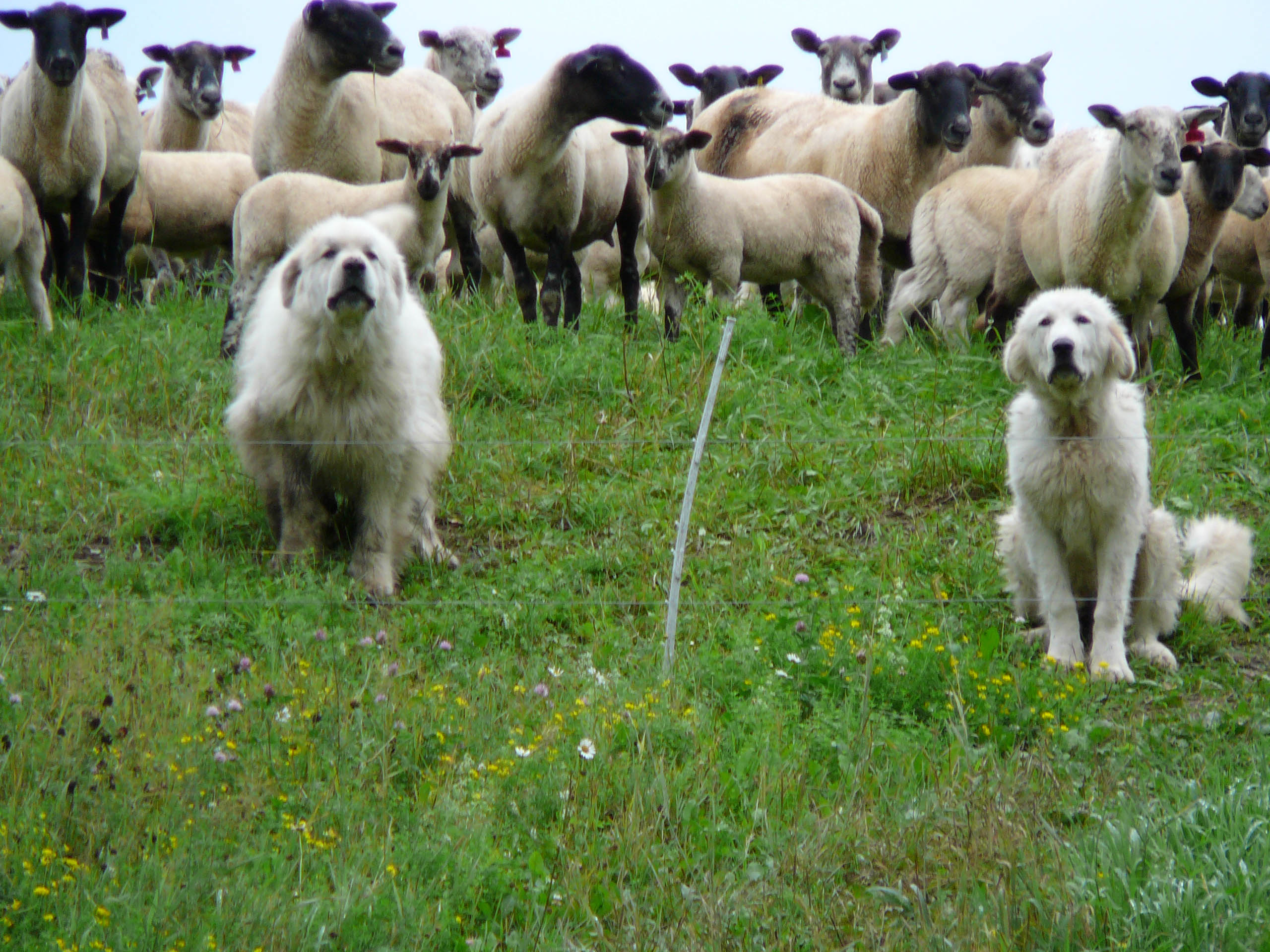Two livestock guardian dogs in front of a flock of sheep on pasture.