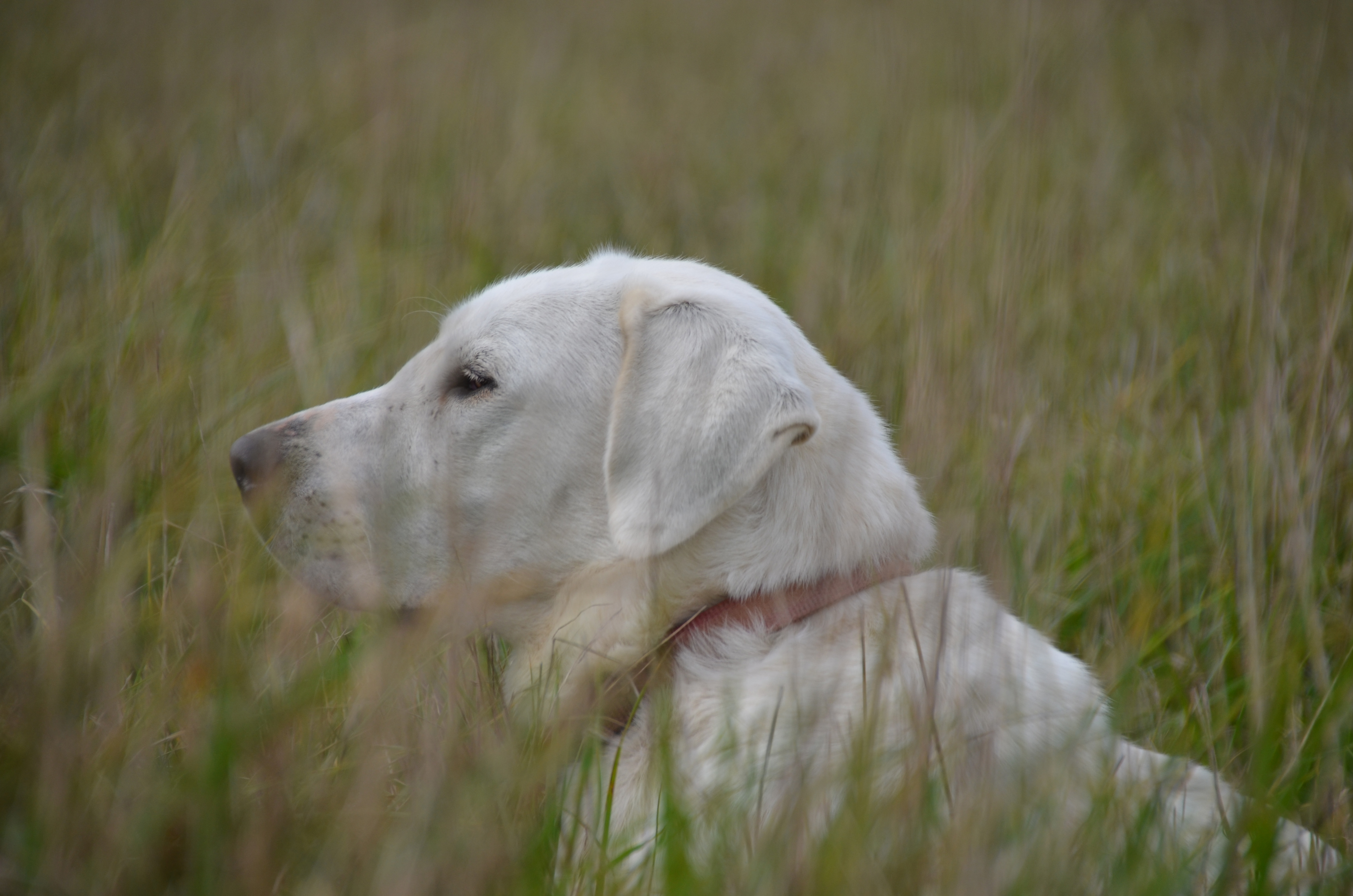 A crossbred livestock guardian dog.