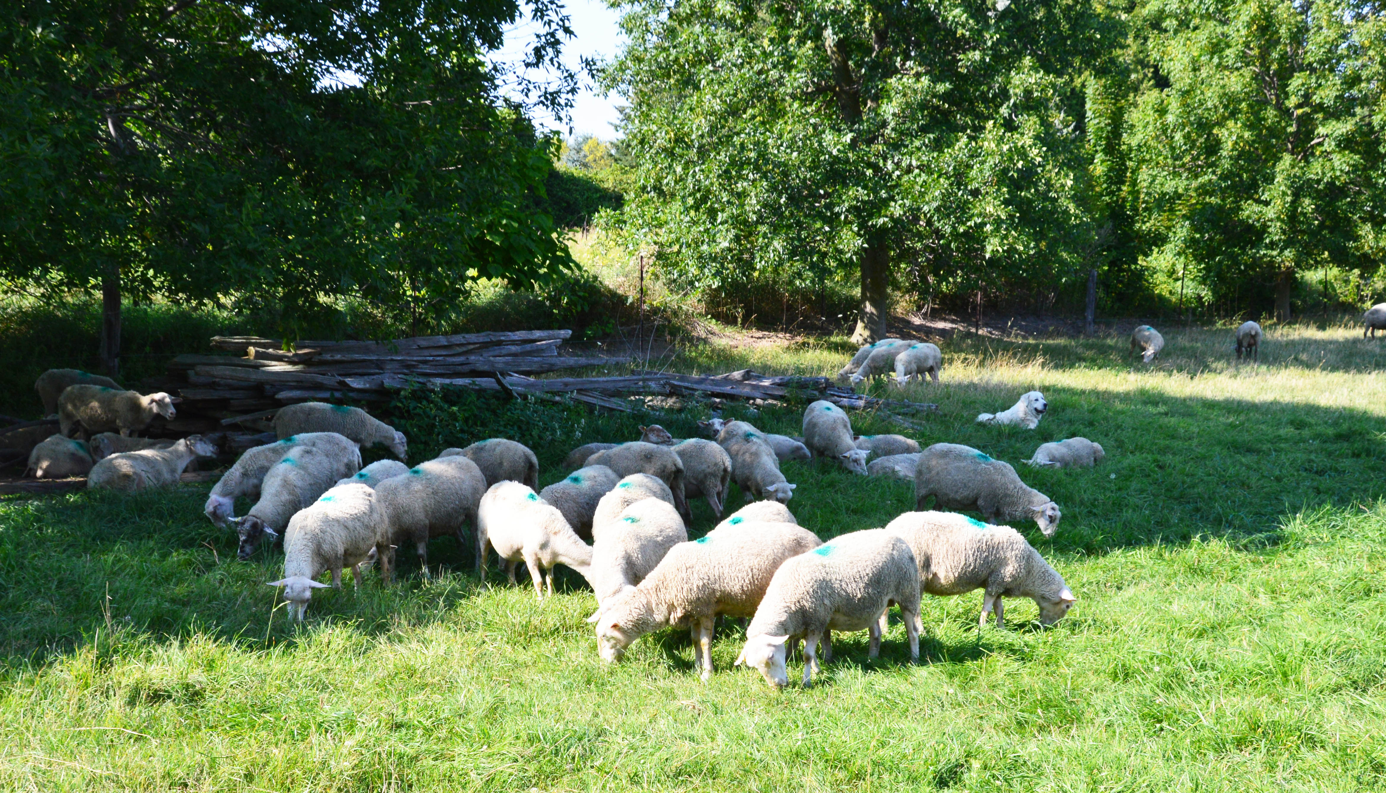 A livestock guardian dog resting near the ewe flock.