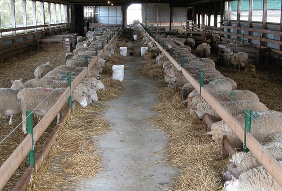 Inside of a sheep barn