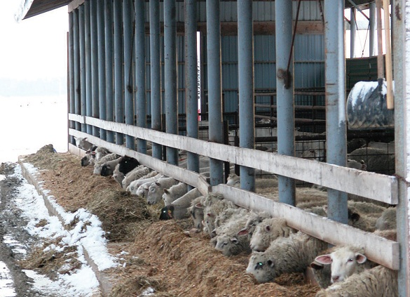 Sheep at feeder