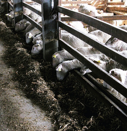 Double throat board feeder in ewe barn