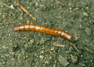 Wireworm larva