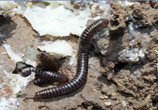 Mature millipede