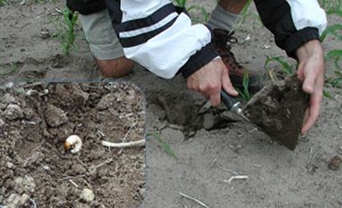 Digging soil for visual assessment