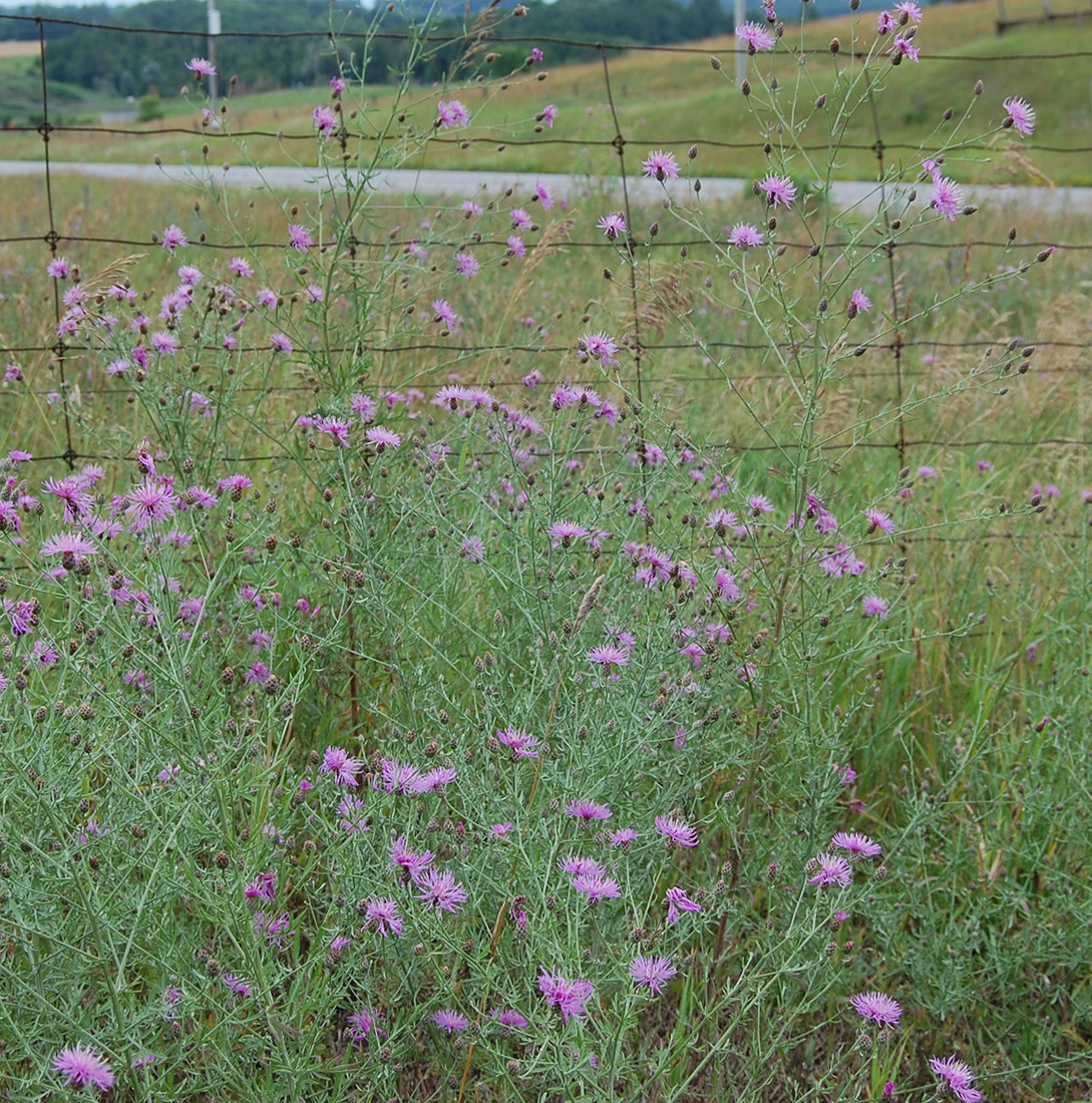 A patch of spotted knapweed in Dufferin County during late July
