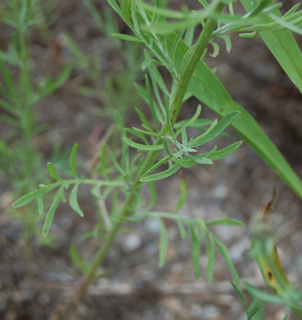 The irregularly-lobed leaflets of spotted knapweed