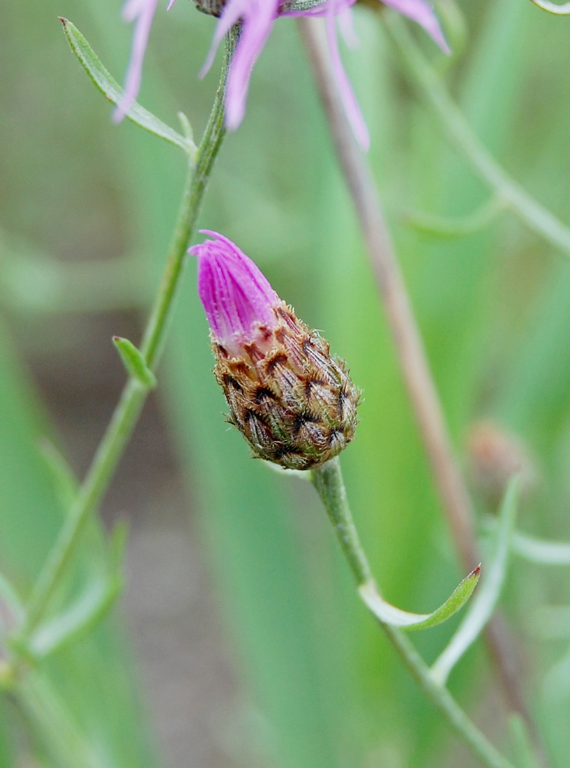 The distinct triangular bracts of spotted knapweed with its brownish-black tip and margins that have a fine fringe of comb tooth-like bristles
