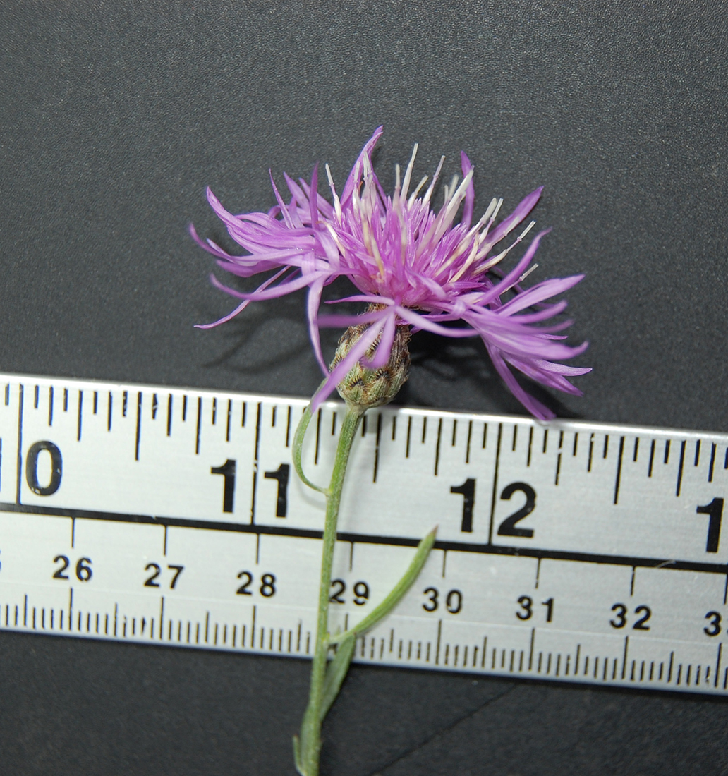 A side view of a flower head that is 4 cm in diameter