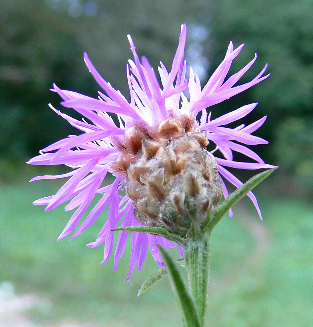 The bracts of brown knapweed, which are light brown with membrane-like margins compared to the margins of spotted knapweed, which have a fine fringe of comb tooth-like bristles