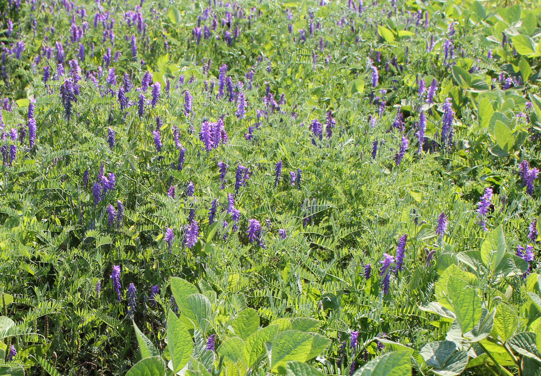 Flowering plants competing with soybeans in July