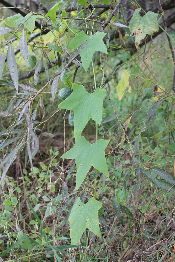 Concombre grimpant japonais – Northern Wildflowers