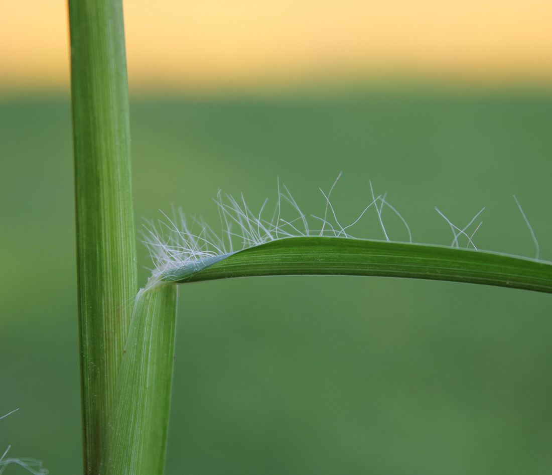 The straggly hairs at the base of the leaf blade