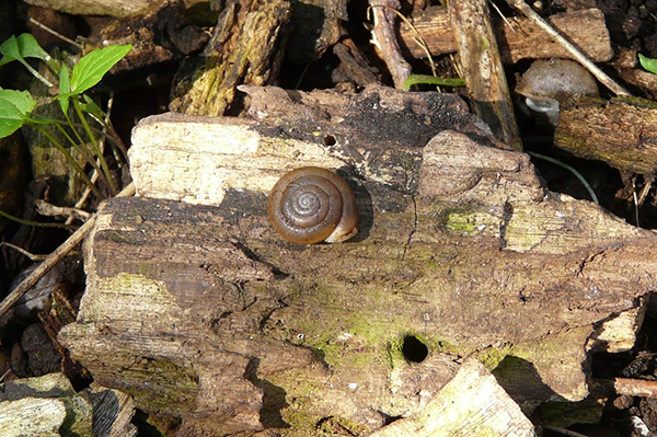 l’escargot galuchat