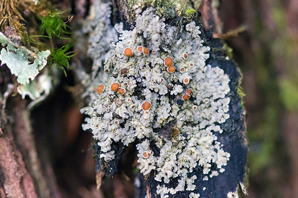 White-rimmed Shingle Lichen