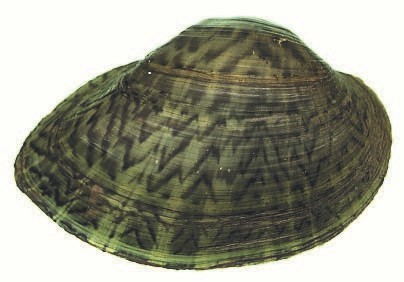 Photo of Fawnsfoot